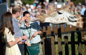 Prince William and Catherine Duchess of Cambridge - tour of Taronga Zoo.jpg